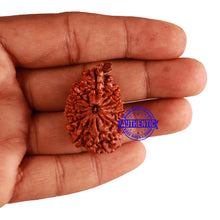 Load image into Gallery viewer, 12 Mukhi Nepalese Ganesha Rudraksha - Bead No. 85

