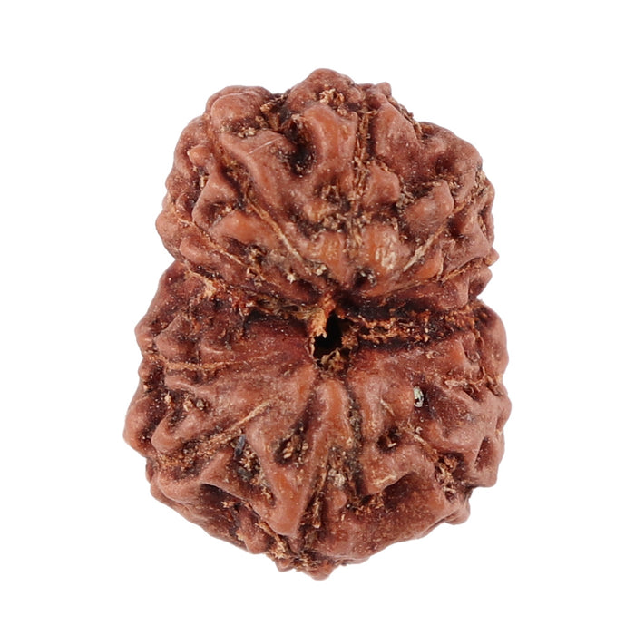 12 Mukhi Indonesian Rudraksha - Bead No. 85