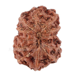 12 Mukhi Indonesian Rudraksha - Bead No. 85