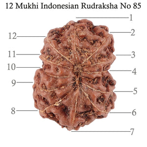 12 Mukhi Indonesian Rudraksha - Bead No. 85