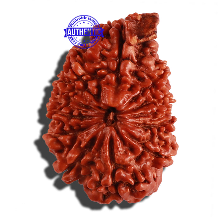 12 Mukhi Nepalese Ganesha Rudraksha - Bead No. 85