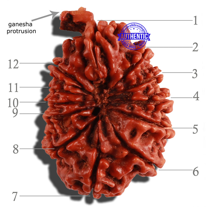 12 Mukhi Nepalese Ganesha Rudraksha - Bead No. 85