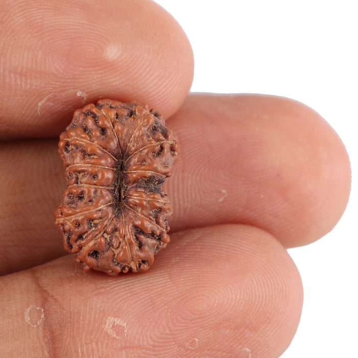 12 Mukhi Indonesian Rudraksha - Bead No. 91