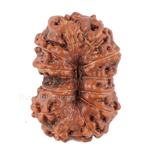 12 Mukhi Indonesian Rudraksha - Bead No. 91