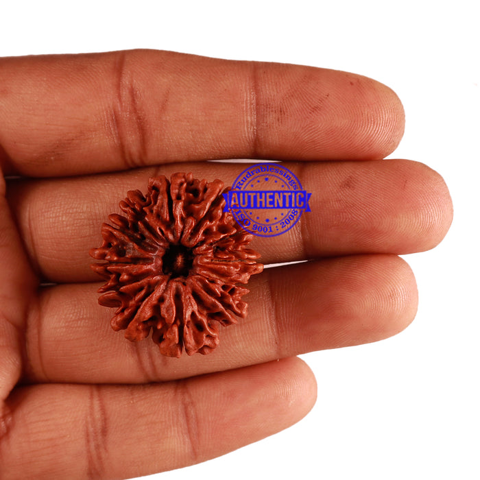 12 Mukhi Nepalese Rudraksha - Bead No. 93