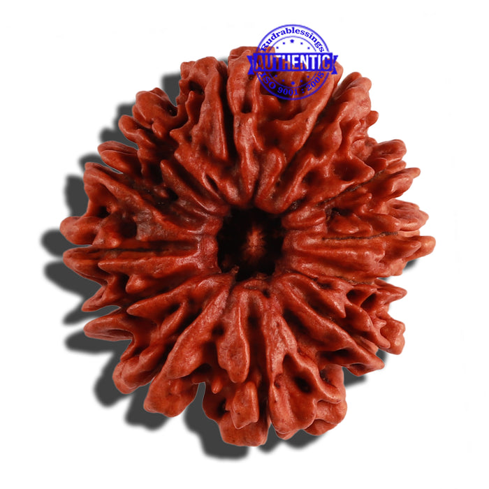 12 Mukhi Nepalese Rudraksha - Bead No. 93