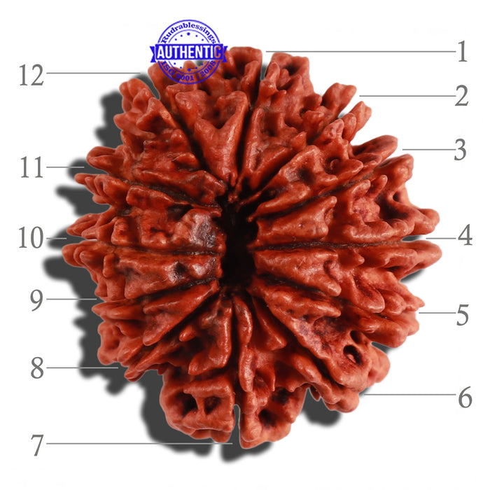 12 Mukhi Nepalese Rudraksha - Bead No. 93