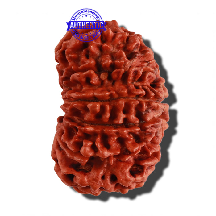 12 Mukhi Nepalese Rudraksha - Bead No. 93