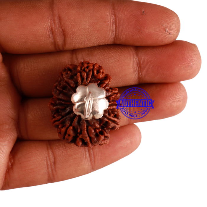 12 Mukhi Nepalese Rudraksha - Bead No. 94