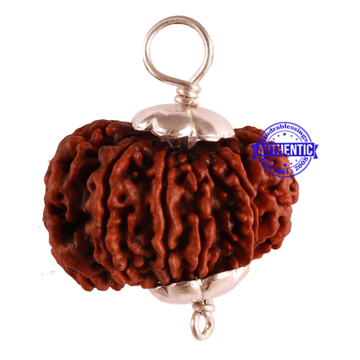 12 Mukhi Nepalese Rudraksha - Bead No. 94