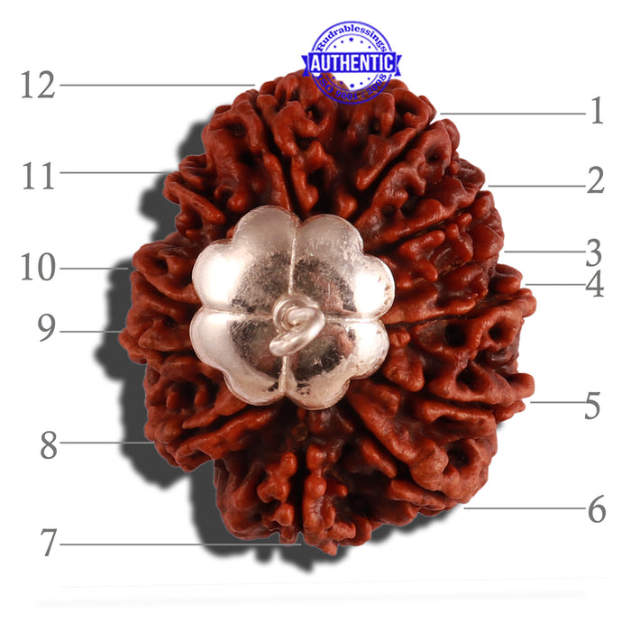12 Mukhi Nepalese Rudraksha - Bead No. 94