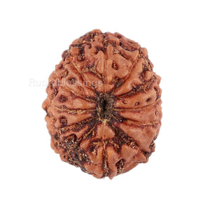 12 Mukhi Indonesian Rudraksha - Bead No. 95