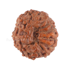 12 Mukhi Indonesian Rudraksha - Bead No. 98
