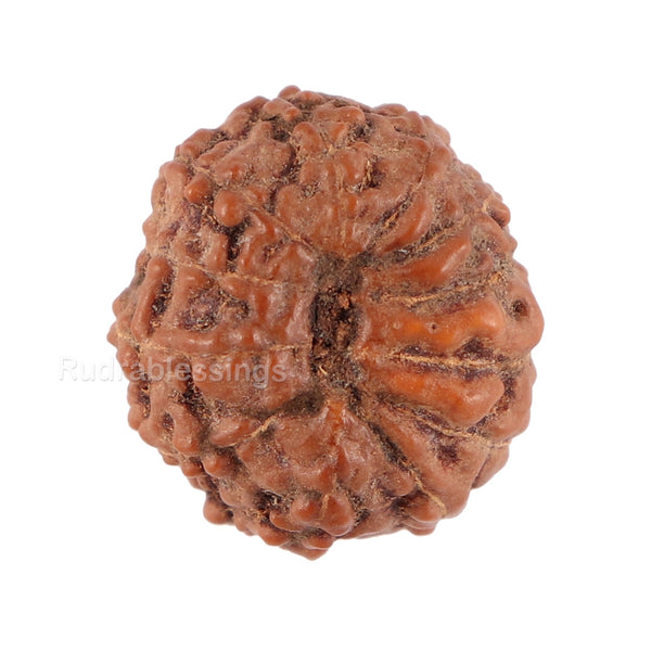 12 Mukhi Indonesian Rudraksha - Bead No. 98