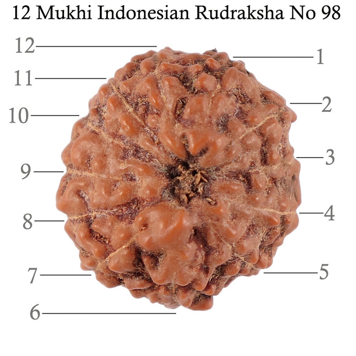 12 Mukhi Indonesian Rudraksha - Bead No. 98