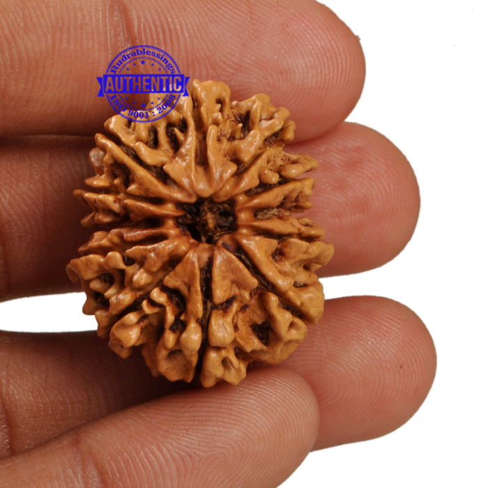 12 Mukhi Nepalese Rudraksha - Bead No. 98