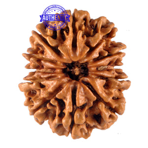 12 Mukhi Nepalese Rudraksha - Bead No. 98
