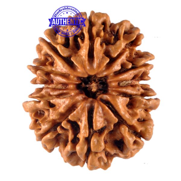 12 Mukhi Nepalese Rudraksha - Bead No. 98