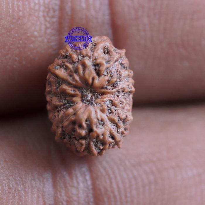 12 Mukhi Indonesian Rudraksha - Bead No. 141