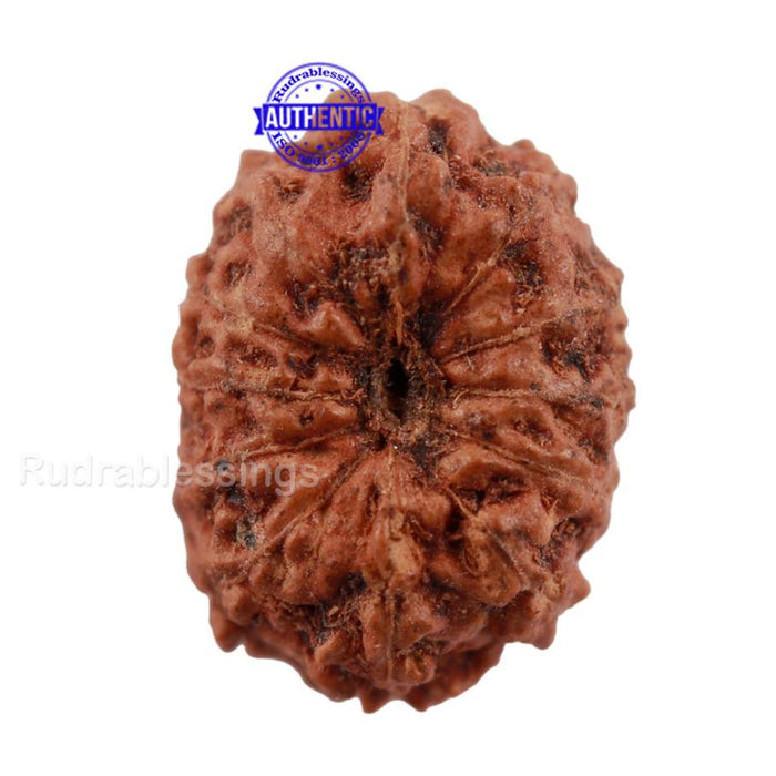 12 Mukhi Indonesian Rudraksha - Bead No. 141