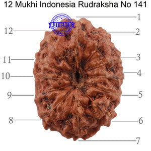 12 Mukhi Indonesian Rudraksha - Bead No. 141