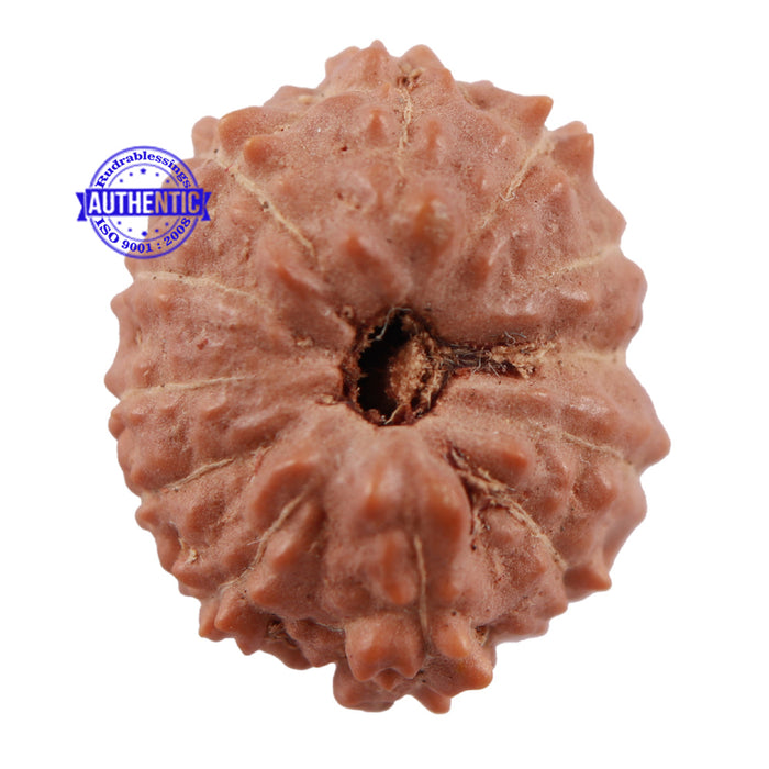 12 Mukhi Indonesian Rudraksha - Bead No. 149