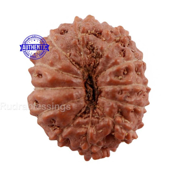 12 Mukhi Indonesian Rudraksha - Bead No. 149