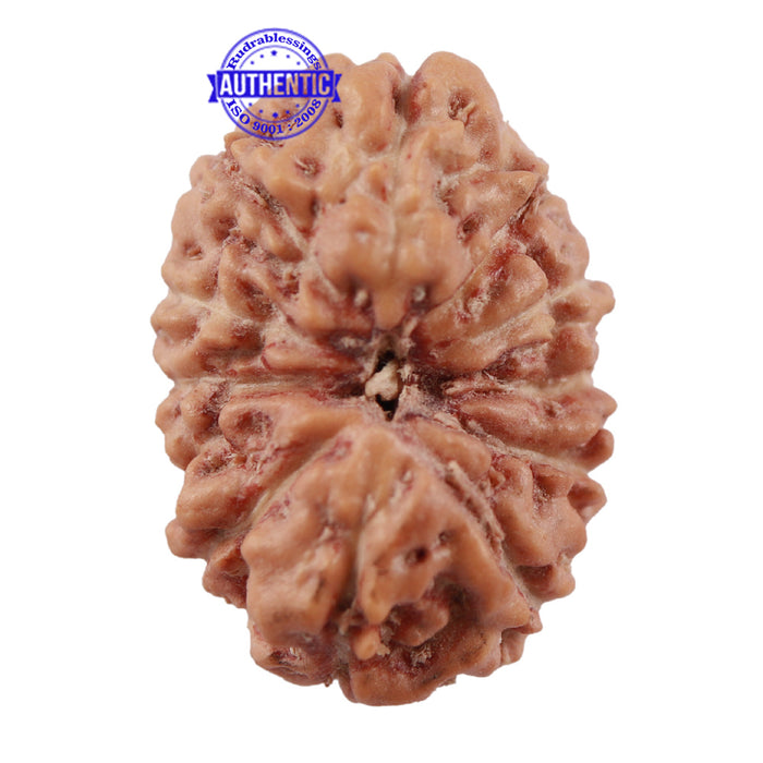 12 Mukhi Indonesian Rudraksha - Bead No. 152