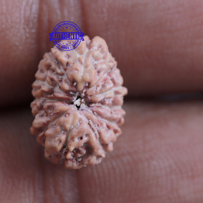 12 Mukhi Indonesian Rudraksha - Bead No. 152