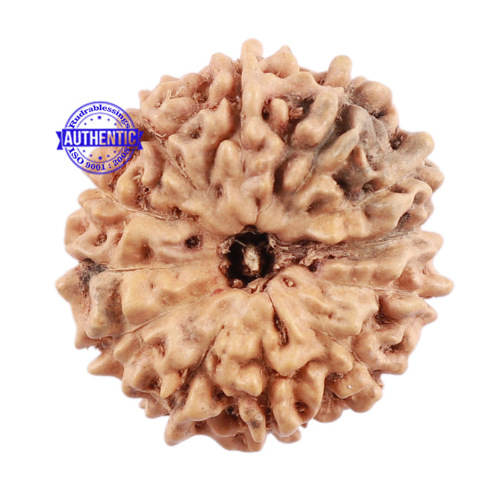 12 Mukhi Indonesian Rudraksha - Bead No. 160