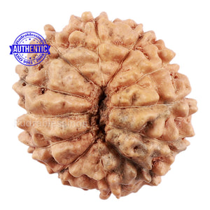 12 Mukhi Indonesian Rudraksha - Bead No. 160