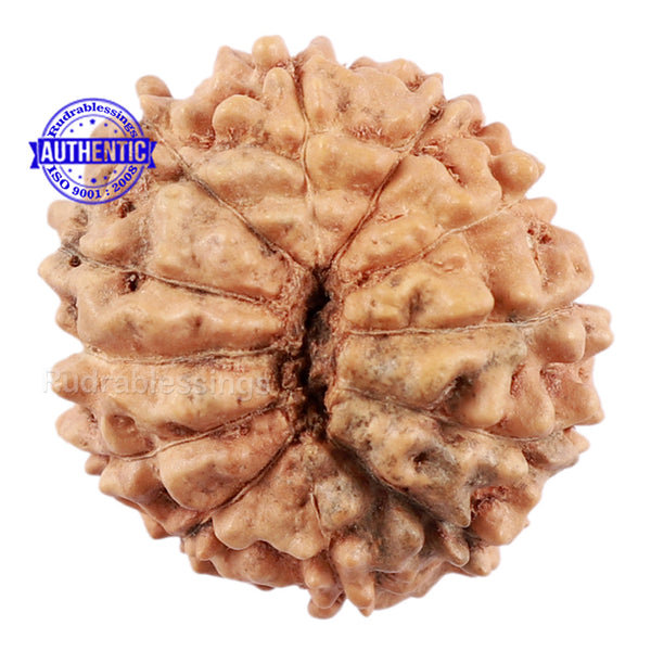12 Mukhi Indonesian Rudraksha - Bead No. 160