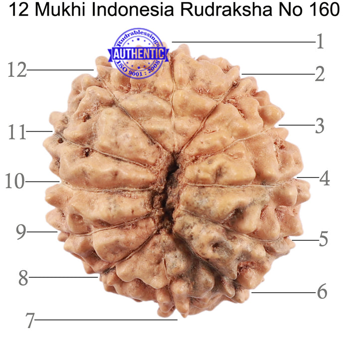 12 Mukhi Indonesian Rudraksha - Bead No. 160