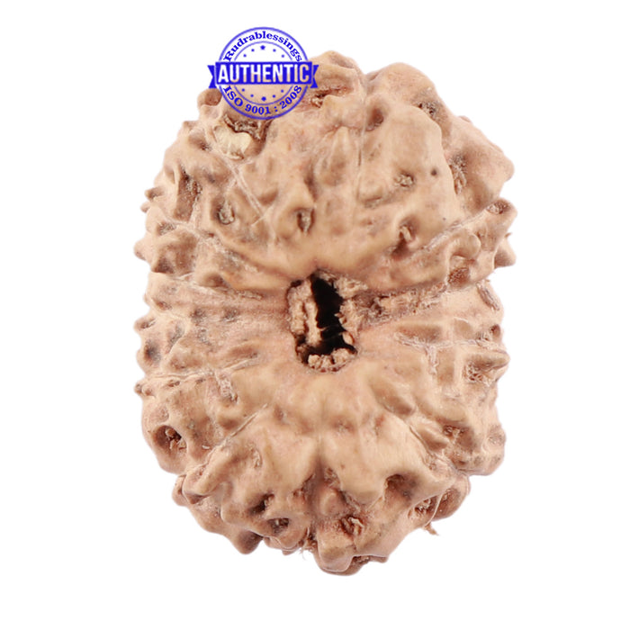 12 Mukhi Indonesian Rudraksha - Bead No. 161