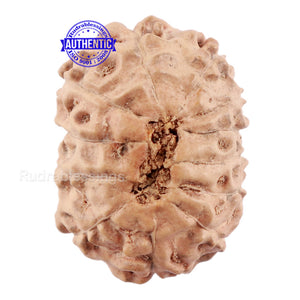 12 Mukhi Indonesian Rudraksha - Bead No. 161