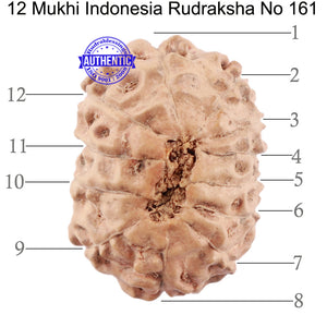 12 Mukhi Indonesian Rudraksha - Bead No. 161