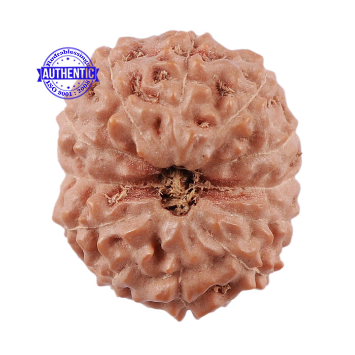 12 Mukhi Indonesian Rudraksha - Bead No. 162