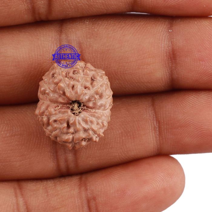 12 Mukhi Indonesian Rudraksha - Bead No. 162