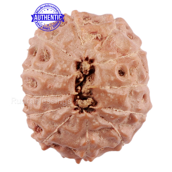 12 Mukhi Indonesian Rudraksha - Bead No. 162