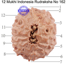Load image into Gallery viewer, 12 Mukhi Indonesian Rudraksha - Bead No. 162
