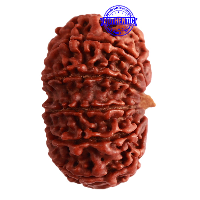 12 Mukhi Nepalese Rudraksha - Bead No 254