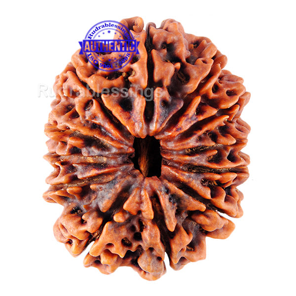 12 Mukhi Nepalese Rudraksha - Bead No. 12