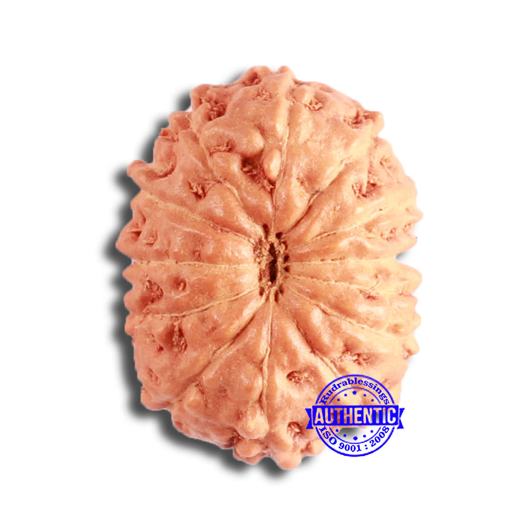 12 Mukhi Indonesian Rudraksha - Bead No. 204