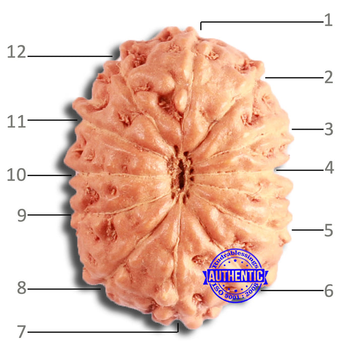 12 Mukhi Indonesian Rudraksha - Bead No. 204