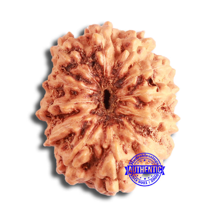 12 Mukhi Indonesian Rudraksha - Bead No. 248