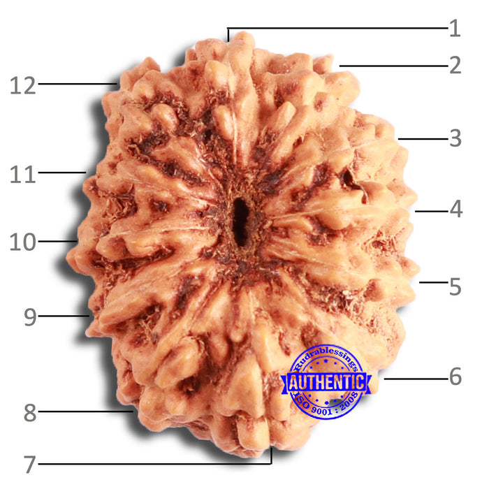12 Mukhi Indonesian Rudraksha - Bead No. 248