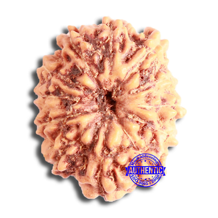 12 Mukhi Indonesian Rudraksha - Bead No. 248