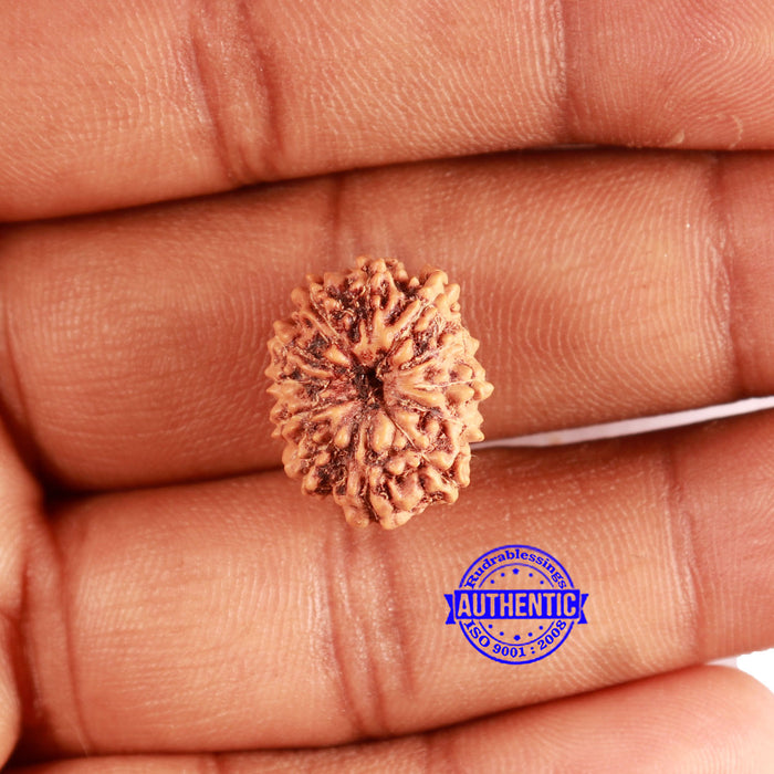 12 Mukhi Indonesian Rudraksha - Bead No. 248