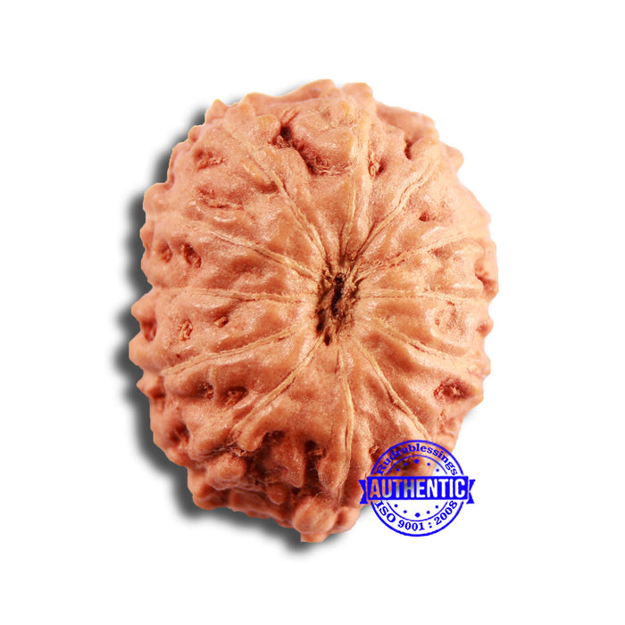 12 Mukhi Indonesian Rudraksha - Bead No. 268