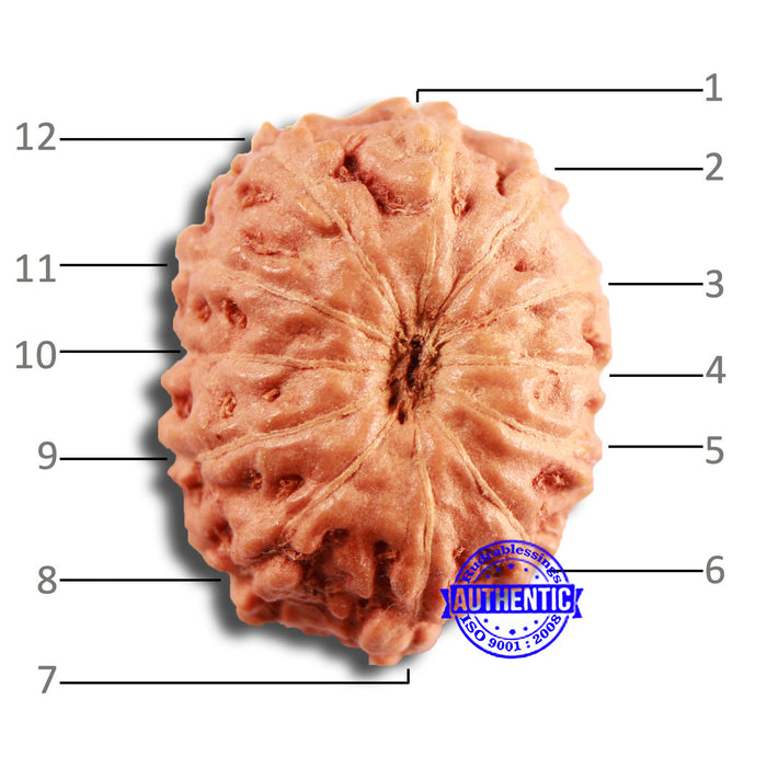 12 Mukhi Indonesian Rudraksha - Bead No. 268